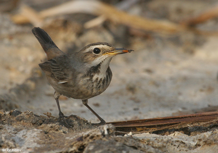   Bluethroat  Luscinia svecica                                  , ,  2009, :  